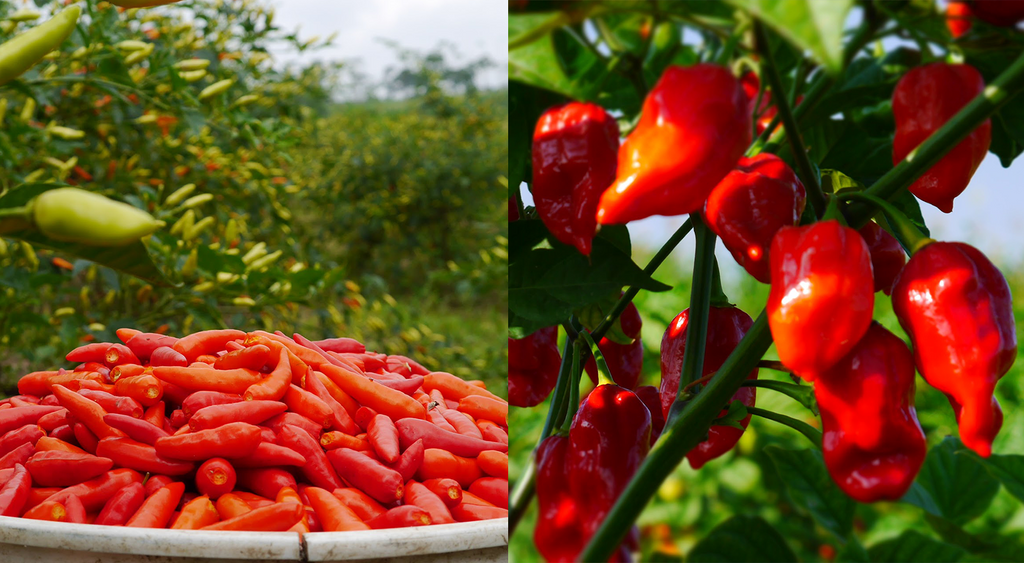 Trial By Fire: How UCHU Is Saving Rare Heritage Hot Peppers
